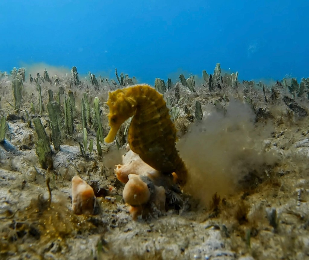 A seahorse holding onto soft coral
