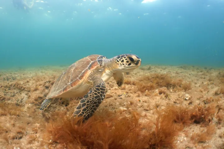 A green sea turtle swimming near the ocean floor